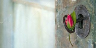 depositphotos_32150705-stock-photo-rose-hanging-from-an-old