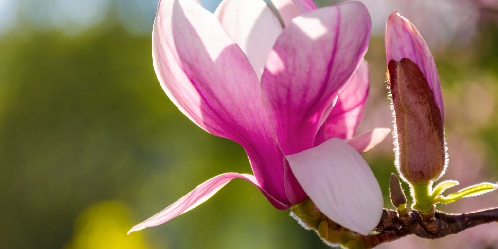 95107366_presentation_normal_none