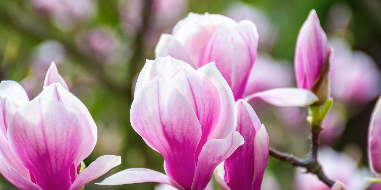 93393230_fb-cover_normal_none